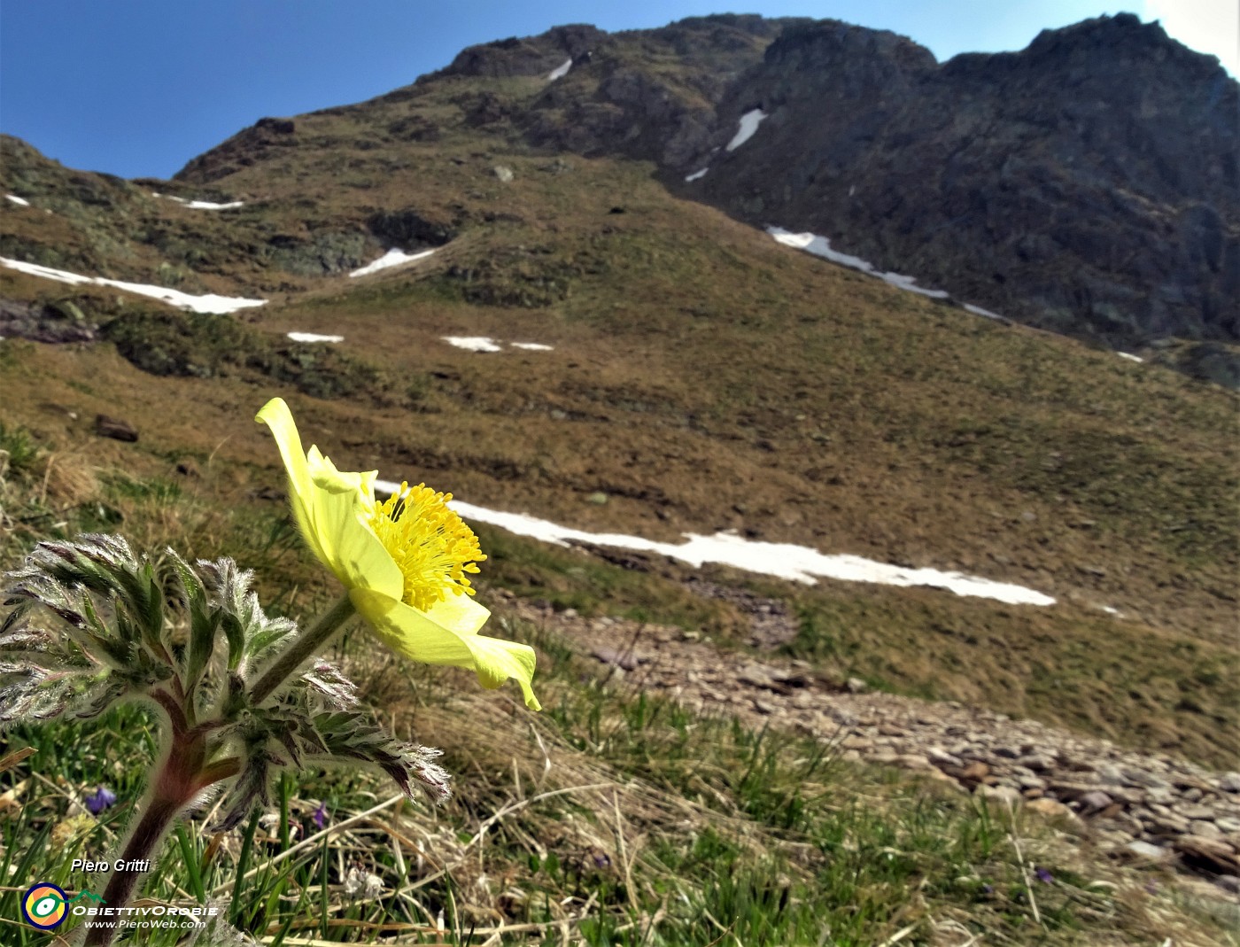 22 Pulsatilla alpina sulphurea.JPG -                                